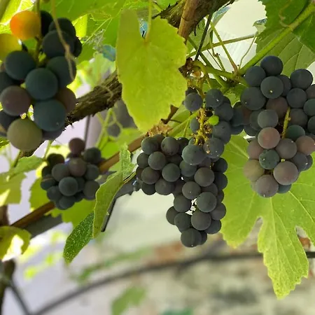 Garden * ستريزا